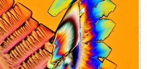 Süße Überraschung auf dem Lebensmolekül