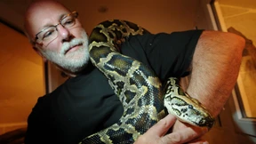 Schmusen mit dem Tigerpython