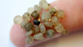 Was das Problem beim Mikroplastik ist