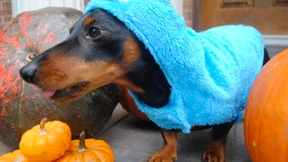 Krümelmonster statt Tea Party