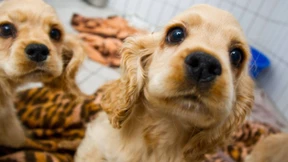 Streicheln gegen Stress