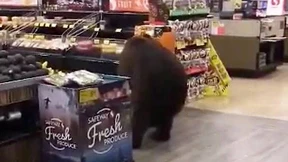 Bär bedient sich im Supermarkt