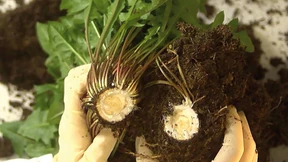 Löwenzahn für den Autoreifen