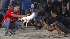 Gladiatoren mit Federn und Schnabel