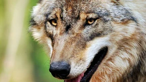 Fahrer und Wolf sterben bei Autounfall