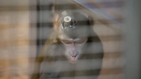 Zahl der Tierversuche sinkt das vierte Jahr in Folge