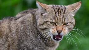 Mit Baldrian auf Wildkatzensuche