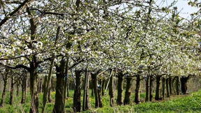 Schlafende Äpfel im weißen Blütenmeer