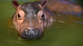 Baby-Nilpferd in El Salvador geboren