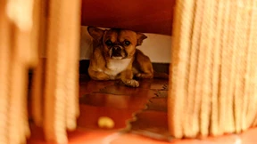 Dutzende Haustiere wegen Stress durch Böllerei entlaufen