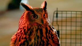 Uhu aus Zoo im Central Park entkommen