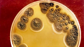 Umschwärmt von Mikroben