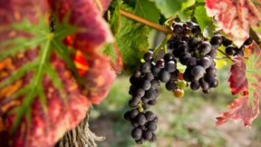 Sagen Sie mal „Schnäppchen“!