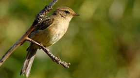 Mehr Vögel als zuletzt überwintern in heimischen Gefilden