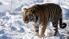 Für die Gäste töten wir einen Tiger 