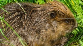 Spuren wie sonst nur in Tierfilmen