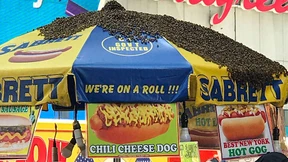 Zehntausende Bienen belagern Würstchenstand