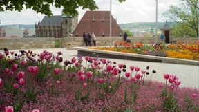 Niemand stiehlt dem Erdmännchen die Schau