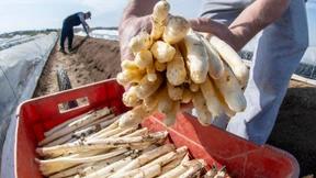 Spargel- und Erdbeerenernte fällt schwächer aus