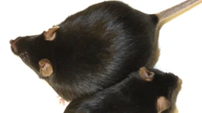 Was Dicke krank macht