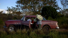 Die Blumenhändler von Havanna