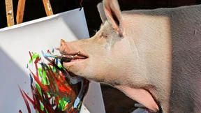 Schwein Pigcasso bekommt eigene Ausstellung