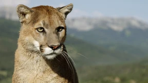 Frau in den USA stirbt nach mutmaßlicher Puma-Attacke