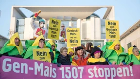 Deutschland räumt Weg für Genmais frei