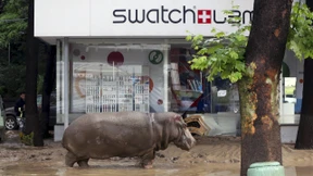 Raubtiere auf den Straßen von Tiflis