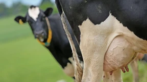 Kuh sucht Kuschelpartner