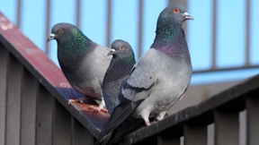 Bitte nicht die Stadttaube!