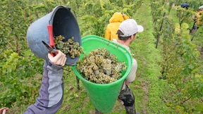 Revolution mit robusten Reben