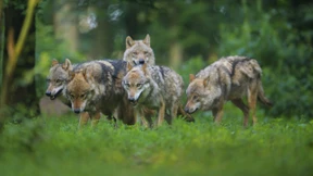 Bayern will Abschuss von Wölfen erleichtern