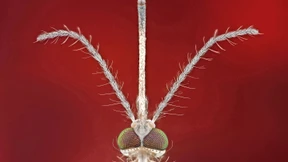 Deutschlands neue Gesundheitsgefahren