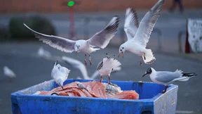 „Das Virus besitzt eine hohe Evolutionsfreudigkeit“