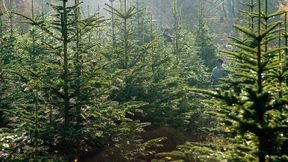 Waldsterben im Wohnzimmer?