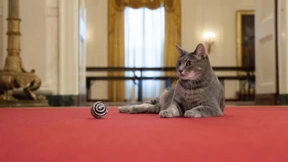 Die Bidens haben jetzt eine Katze