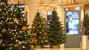 Alle Jahre wieder - kommt derselbe Baum