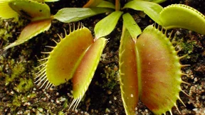 Das Magnetfeld der Venus-Fliegenfalle