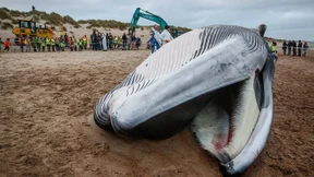 Finnwal auf Mallorca angeschwemmt