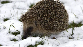 Ob der Frühling auch zu früh kommen kann