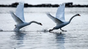 Vogelgrippe erreicht auch Hessen