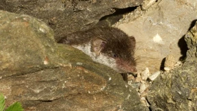 Wie gefährlich ist das Bornavirus?