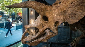 Weltgrößtes Triceratops-Skelett in Paris zu bestaunen