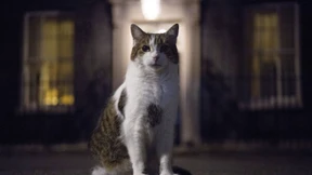 Britische Regierung erwog offenbar Tötung von Hauskatzen wegen Corona