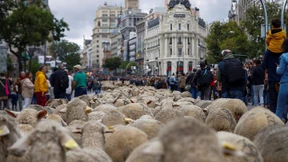 In Madrid sind die Schafe los!