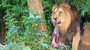 „Macht Platz für den König“