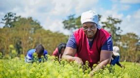 Weiterkommen mit Pflanzenöl und Frittenfett