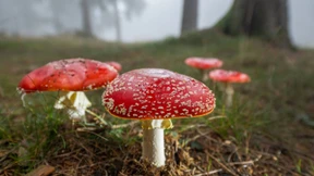 Wer vom Fliegenpilz gegessen hat