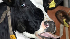 Blauzungenkrankheit erreicht Hessen – riesige Sperrzone